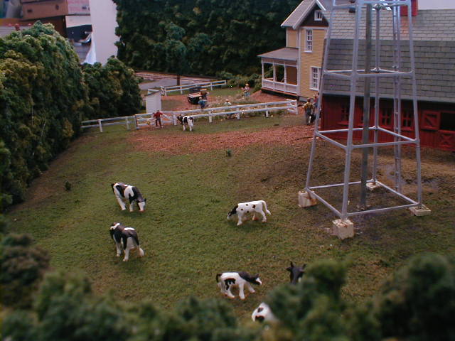 dairy herd grazing